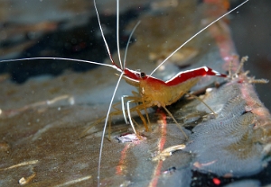 North Sulawesi-2018-DSC04834_rc- White-banded cleaner shrimp - Crevette d'Amboine - Lysmata amboinensis